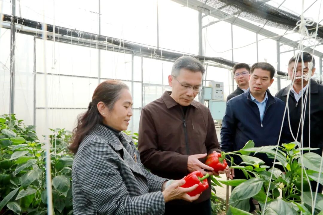 云霄县县长一线宣讲党的二十届四中全会精神并调研农业产业、地标产业发展