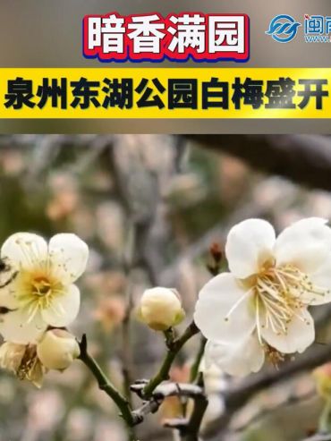 暗香滿園！泉州東湖公園白梅盛開
