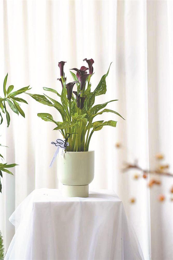 黑色马蹄莲盆栽