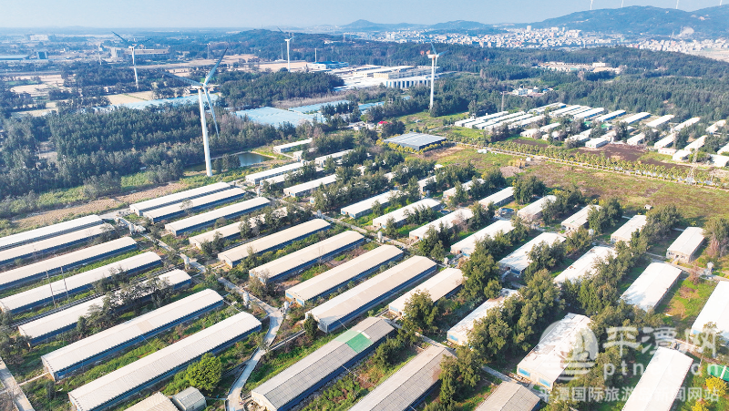 平潭全链条守护群众肉篮子