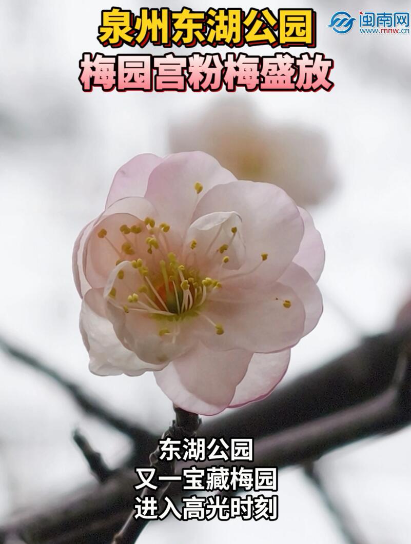 ����ȷ�ֱ����������԰÷԰����÷ʢ��