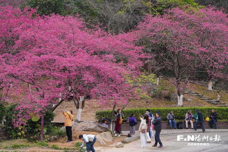 福州植物园开启赏樱季