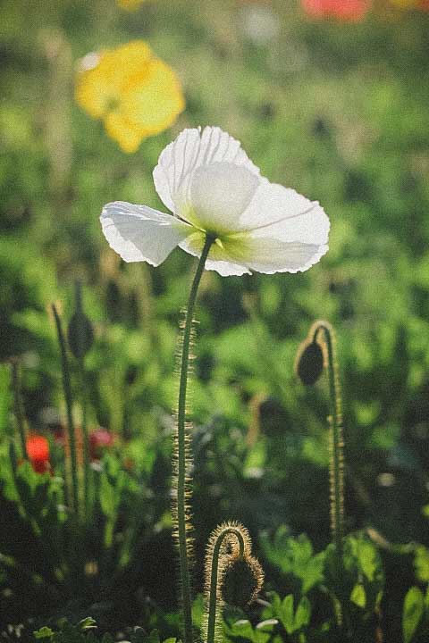 最新立春节气文案简短 立春发朋友圈短句干净治愈