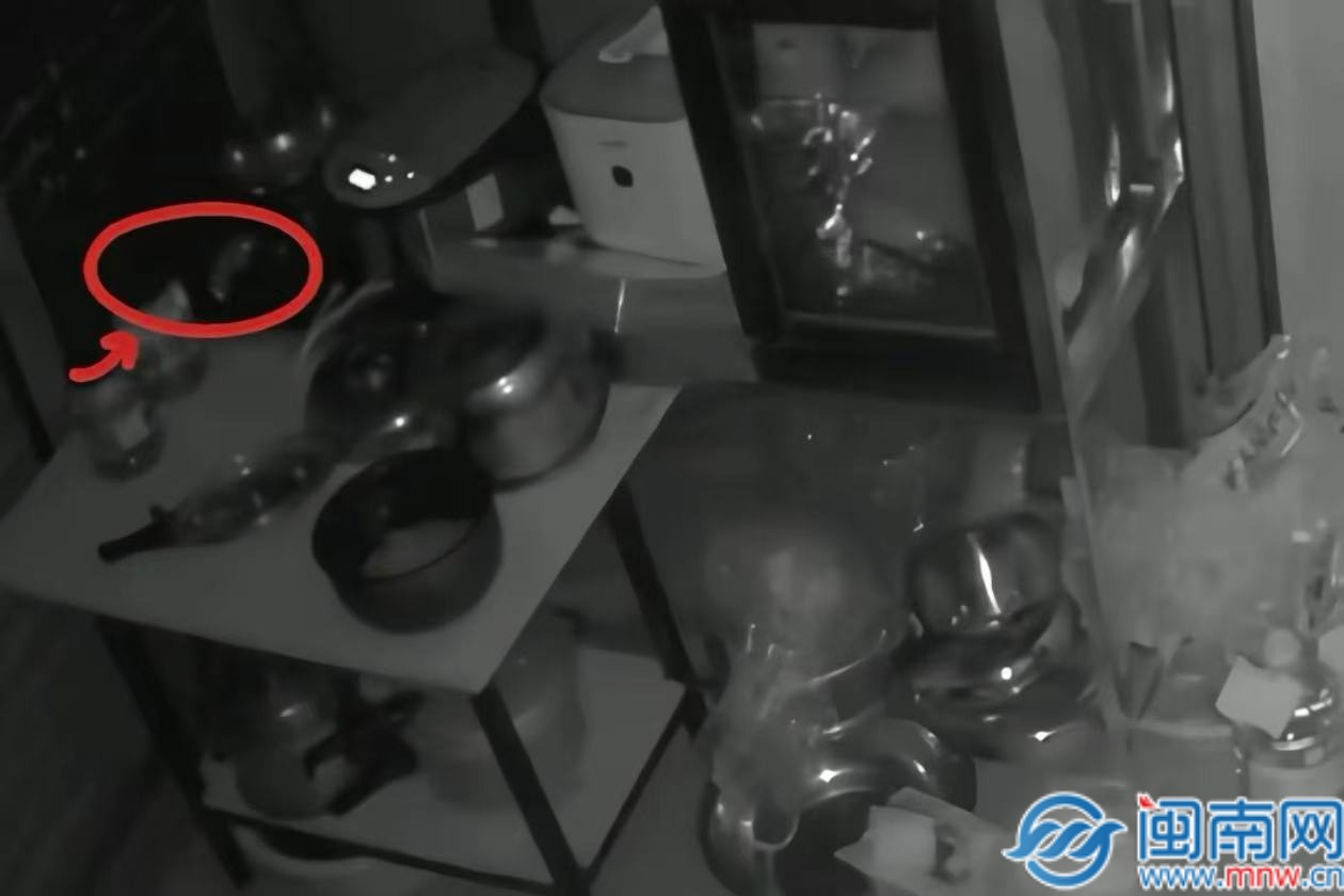 【视频】离奇！泉州一只老鼠成 “纵火犯”！