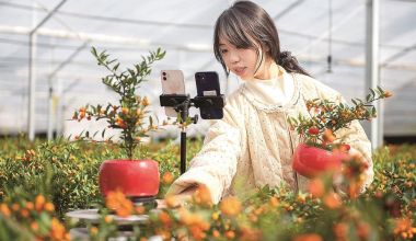 永春：销售人员通过网络直播推介并销售永春“金豆”盆栽