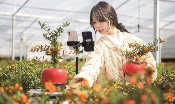 永春：销售人员通过网络直播推介并销售永春“金豆”盆栽