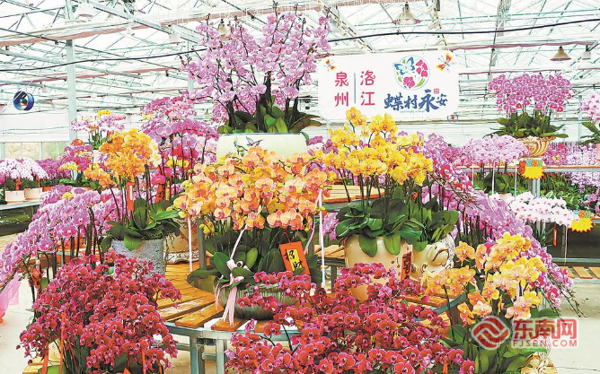 新春走基层丨“蝴蝶”翩跹年宵花市场