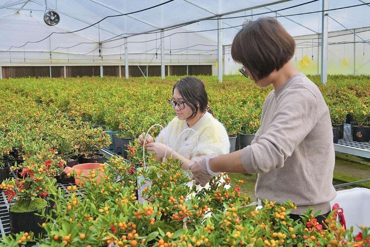 永春金豆成年宵花新宠 本土IP携吉祥寓意热销