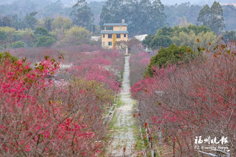 福州&ldquo;櫻花大觀園&rdquo;美上央視 春節(jié)假期是最佳觀賞期