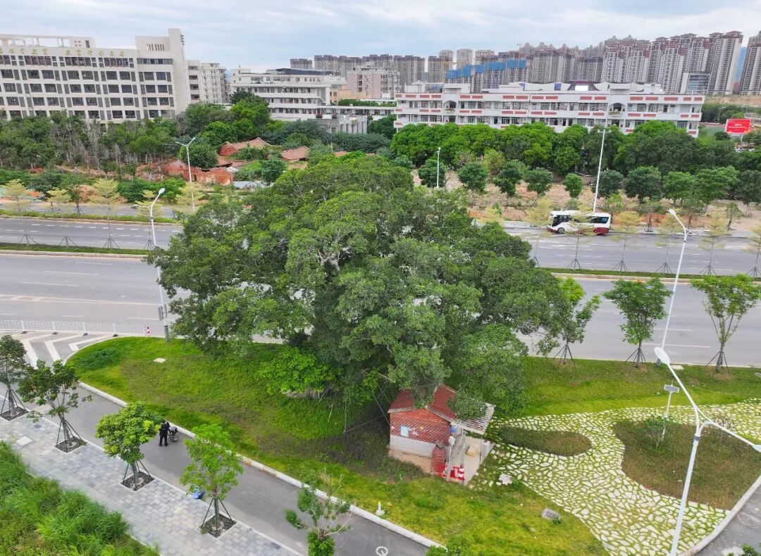 因为这株古树，金鲤大道旁多了一个公园