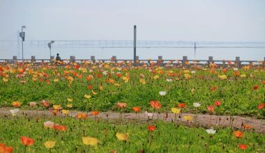 新春赏花好去处！泉州滨海公园虞美人迎春绽放