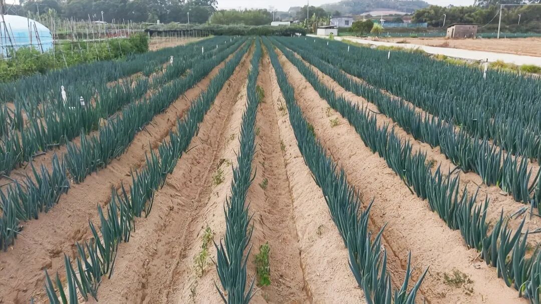 马年到！漳浦“三马”并驱，如何跑出乡村振兴加速度？