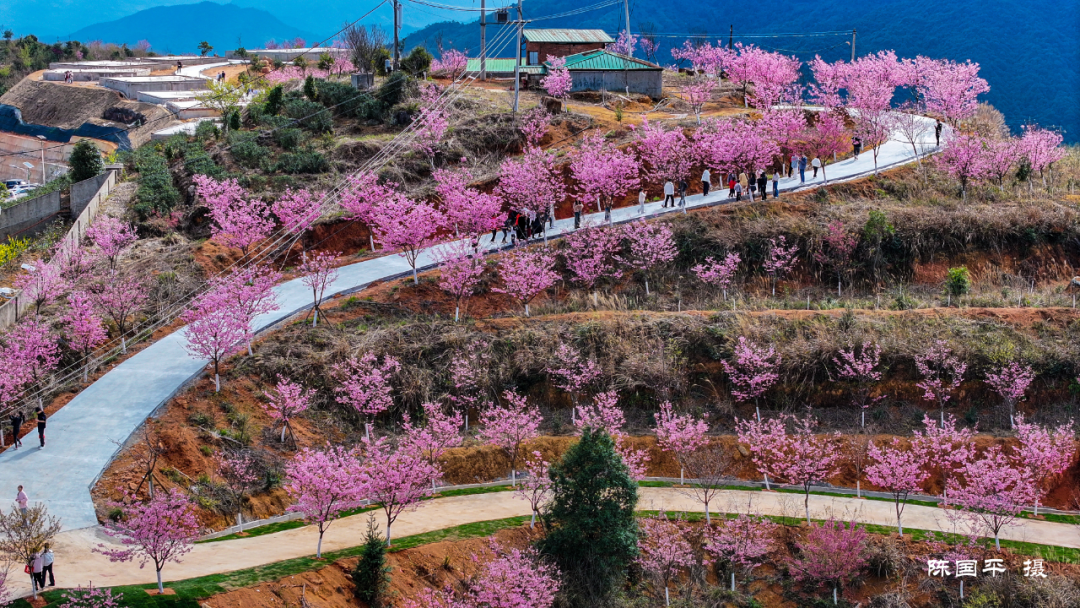 太浪漫了！安溪这里樱花开啦！