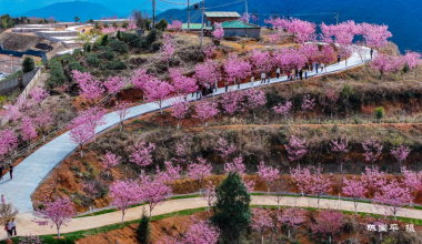 太浪漫了！安溪這里櫻花開啦！