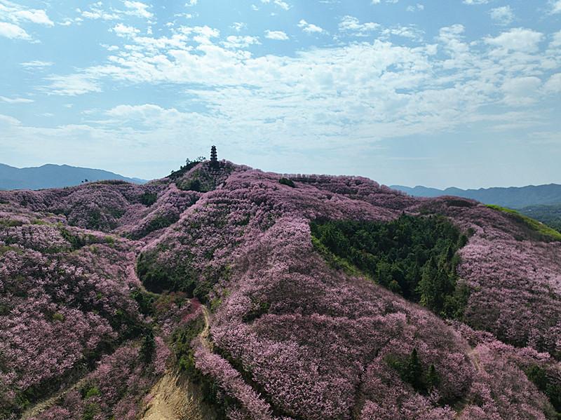 三明清流：樱花山上迎客来
