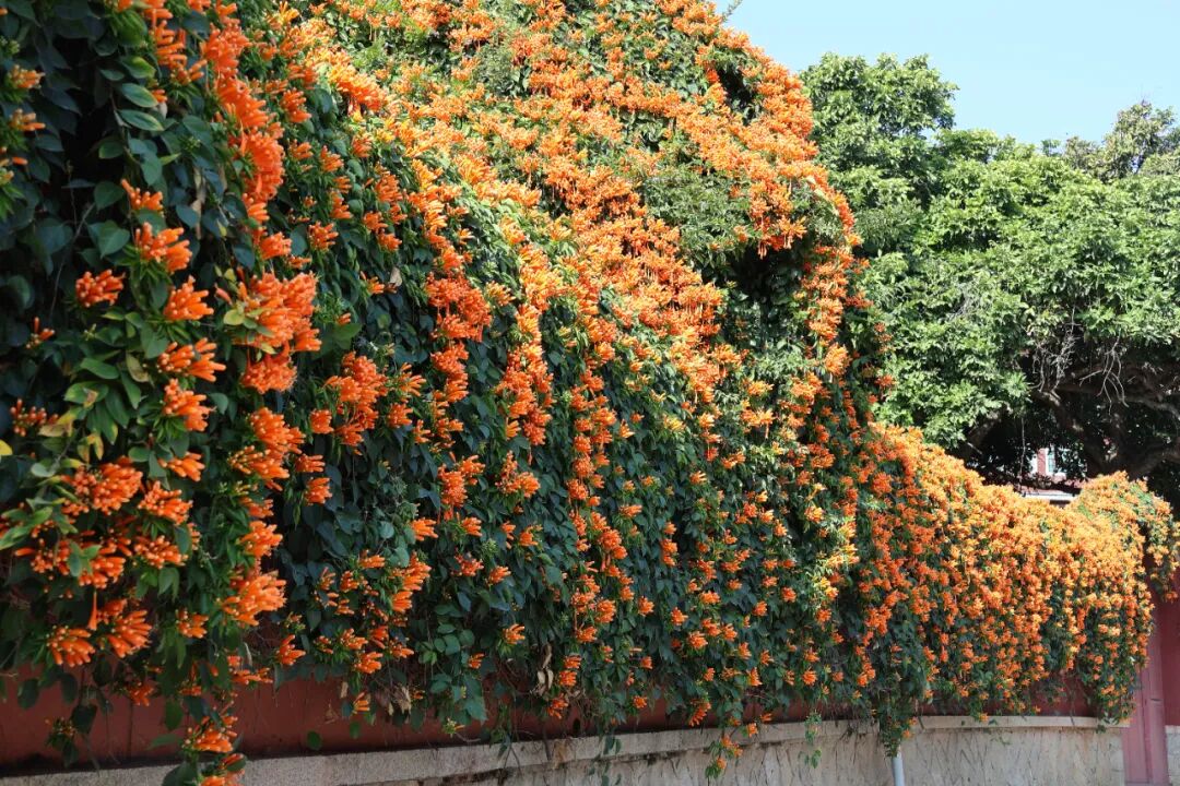 限定美景！桥南古街这片“橙红瀑布”藏不住了