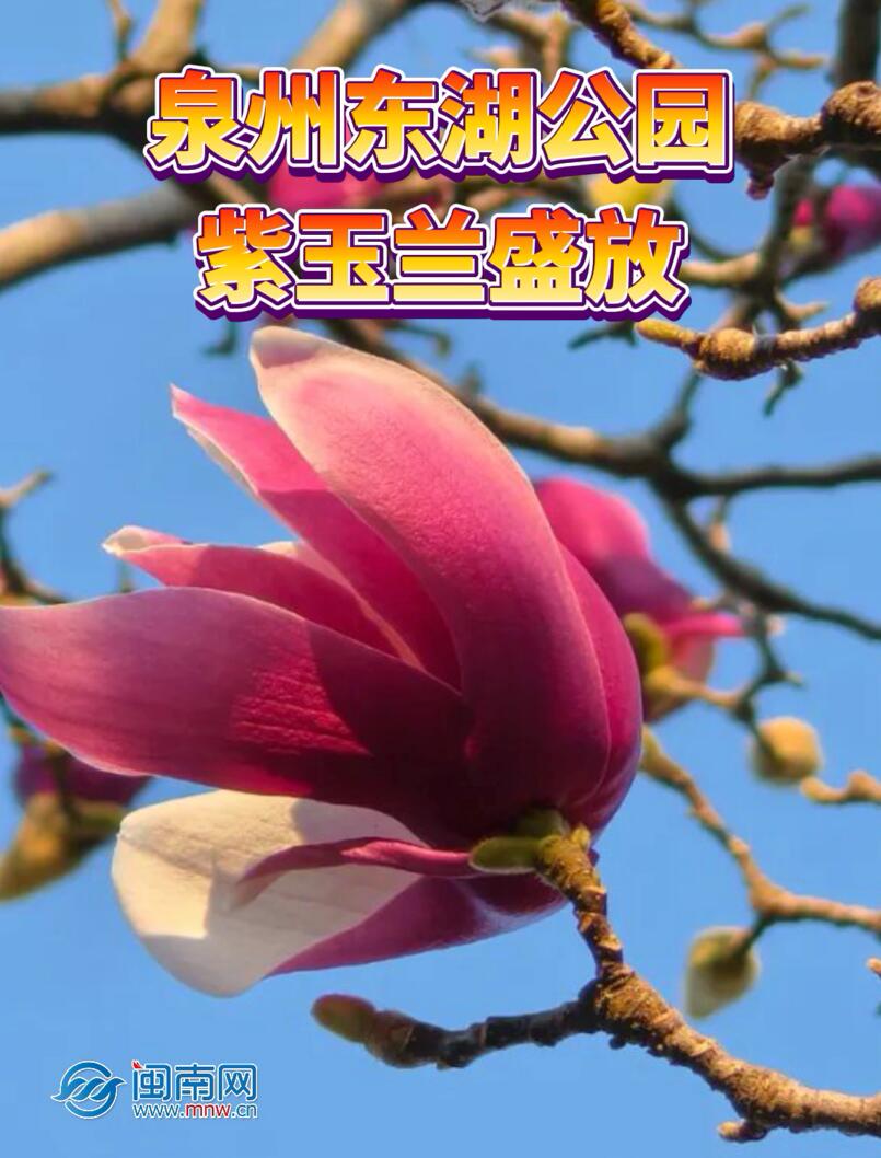 泉州東湖公園紫玉蘭盛放！