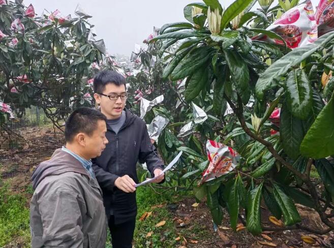 深入开展“三争”行动丨云霄开展直通式服务 助力“黄金果”丰收