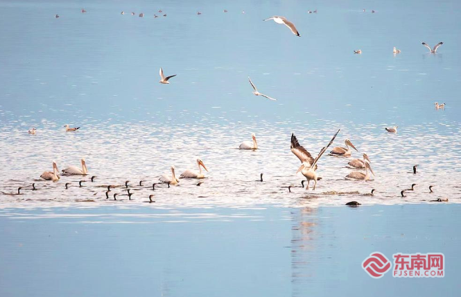 罗源湾迎来国家一级保护鸟类卷羽鹈鹕