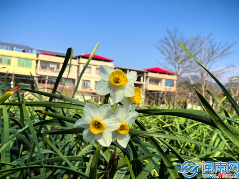 华安：藏在华安的“凌波仙子” 正悄然成长