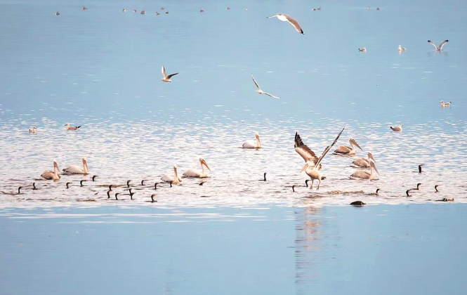 罗源湾迎来国家一级保护鸟类卷羽鹈鹕