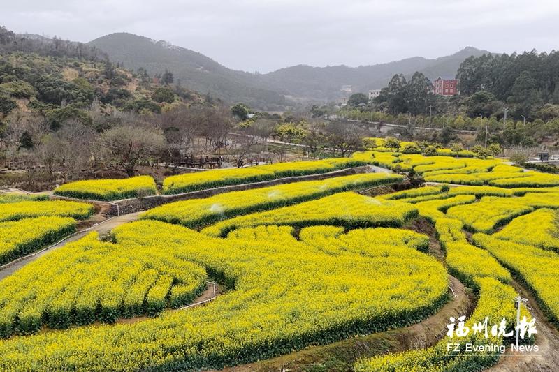 福清小南洋油菜花迎来盛花期