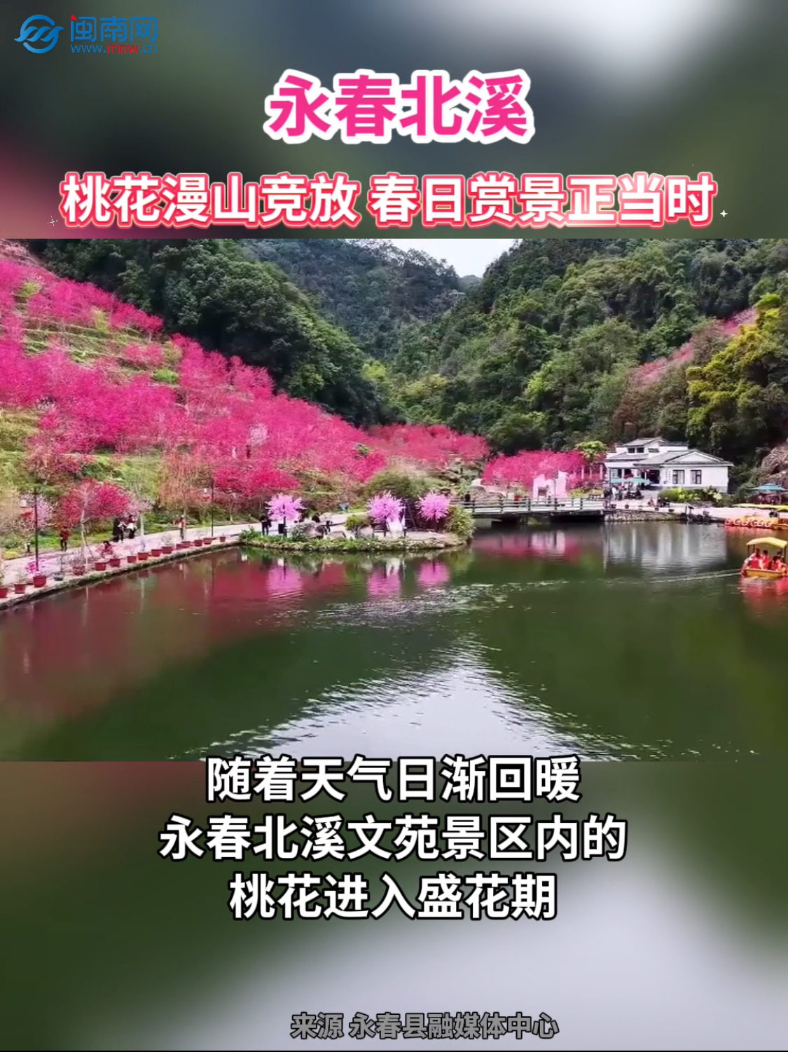 永春北溪：桃花漫山竞放 春日赏景正当时