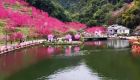 永春北溪：桃花漫山竞放 春日赏景正当时