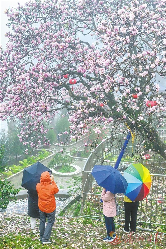 仙游县赖店镇白石院寺紫玉兰迎来盛花期