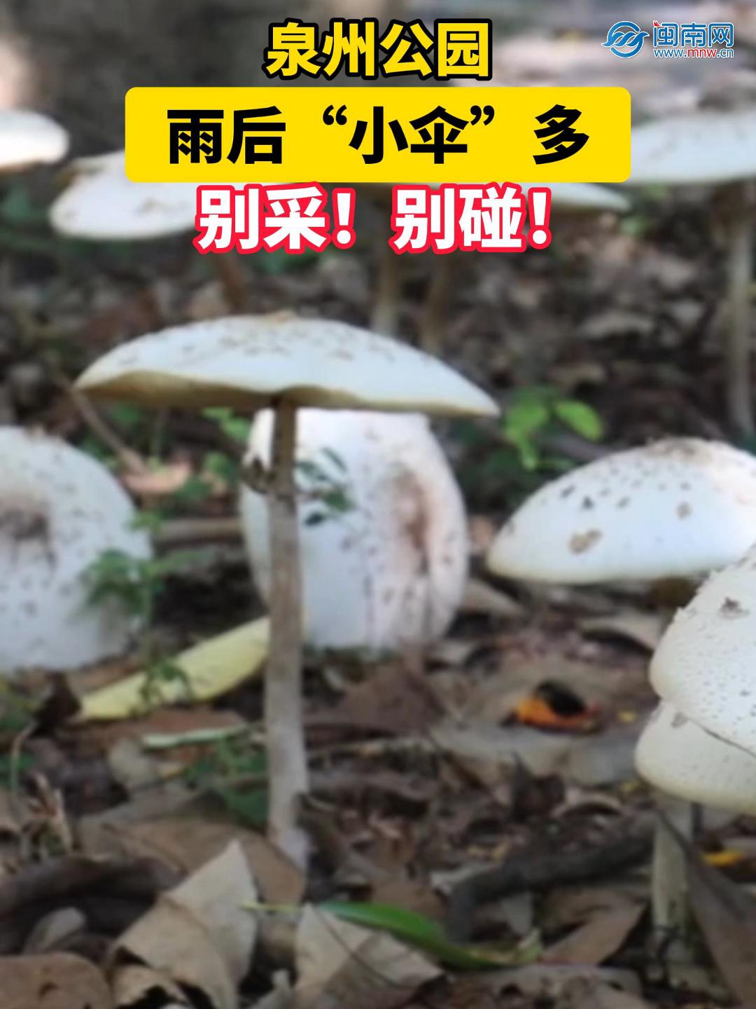 泉州公园雨后“小伞”多，别采！别碰！