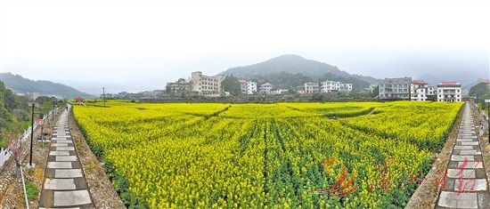 莆田城厢区常太镇东青村油菜花盛放