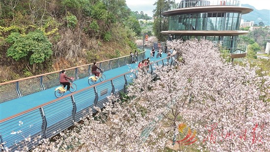莆阳福道骏马广场的樱花迎来盛放期