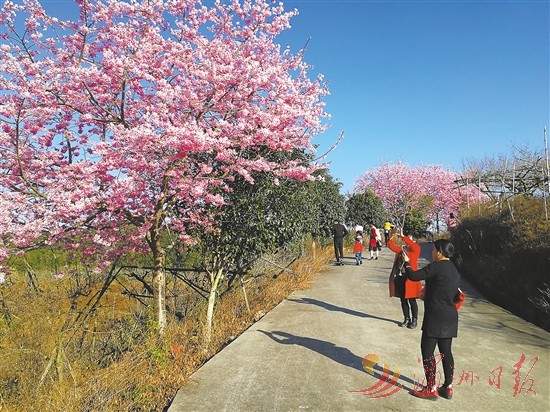 仙游钟山镇摩天岭“樱花大道”迎来最佳观赏期