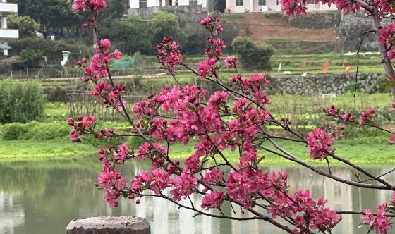 ���Ļ�������Ũ �����ش���������崺������