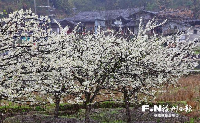 永泰13万亩李花竞相绽放 科技加持产业升级