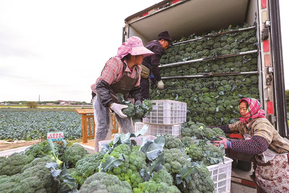 本土西兰花迎来丰收季 新鲜直达市民餐桌