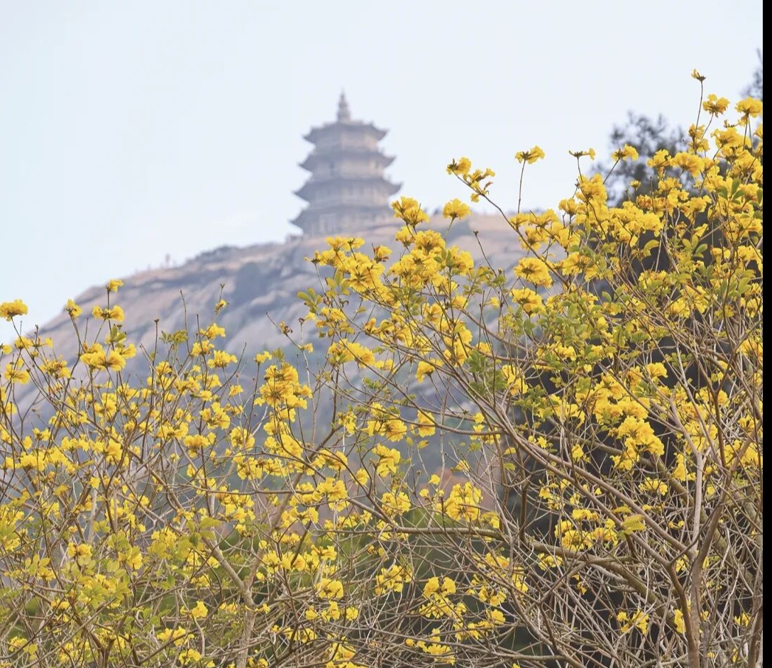 三月石狮 一城春色半城花