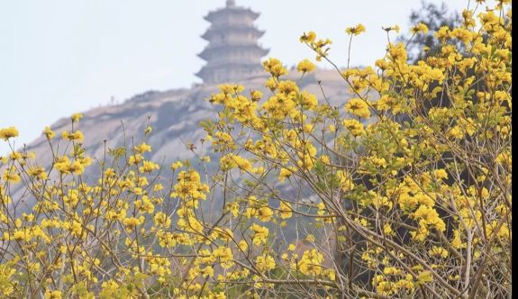 三月石獅 一城春色半城花