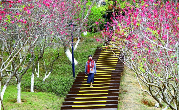 “桃醉”八仙山