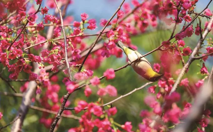 三月石狮 一城春色半城花