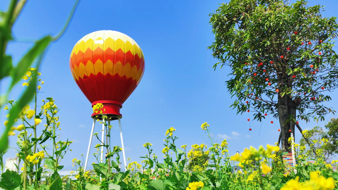 油菜花海美如画，泉港菜堂湿地公园的春色藏不住了