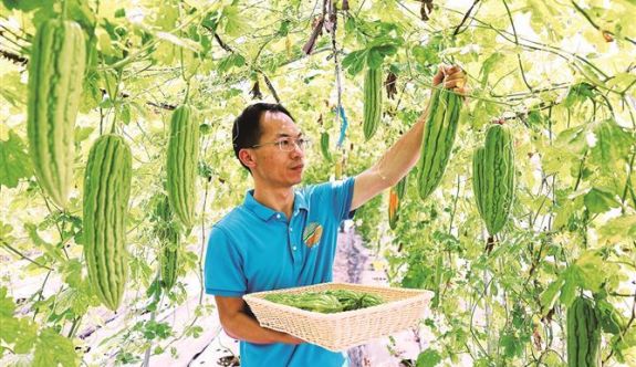 同安區(qū)五顯鎮(zhèn)培育壯大特色農(nóng)業(yè) 繪就現(xiàn)代化農(nóng)業(yè)發(fā)展新圖景