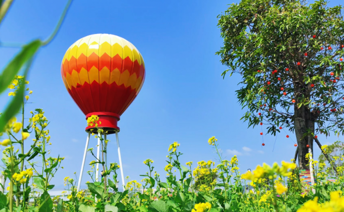 油菜花海美如画，泉港菜堂湿地公园的春色藏不住了