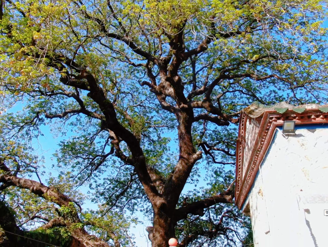 泉港第一树：千年秋枫