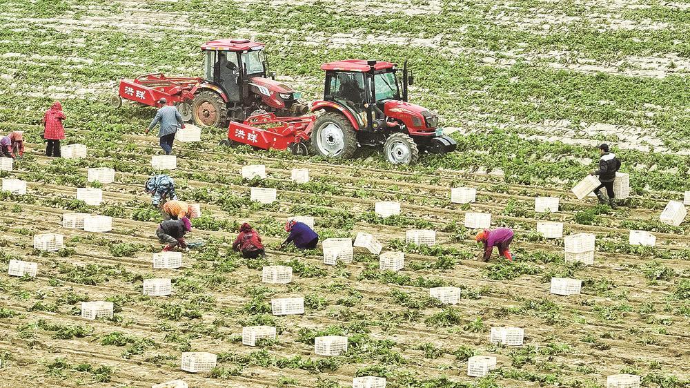 平潭幸福洋吹沙地上一派丰收盛景