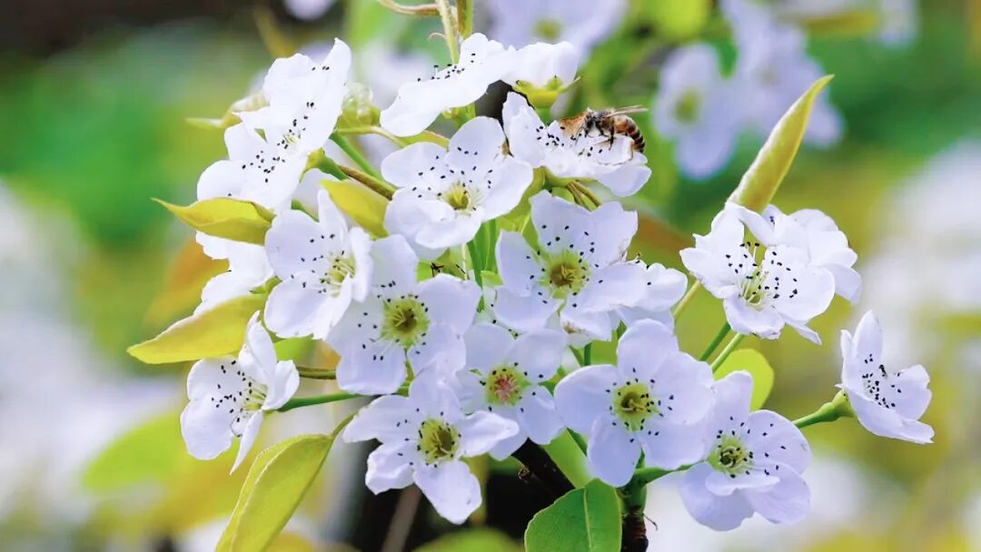 梨花映国宝 农旅促振兴