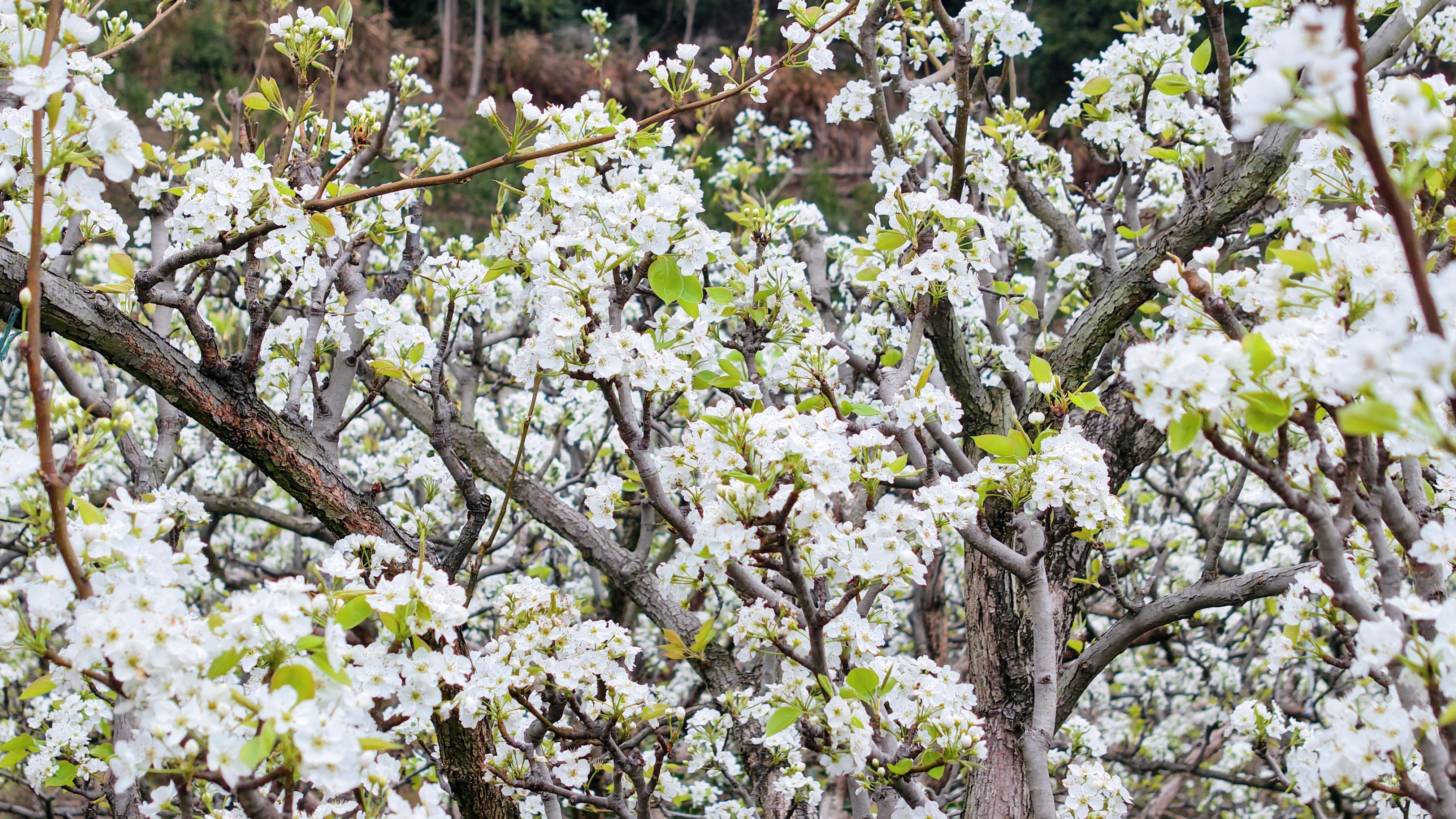 永春县横口乡：山间梨花开 乡村春意浓