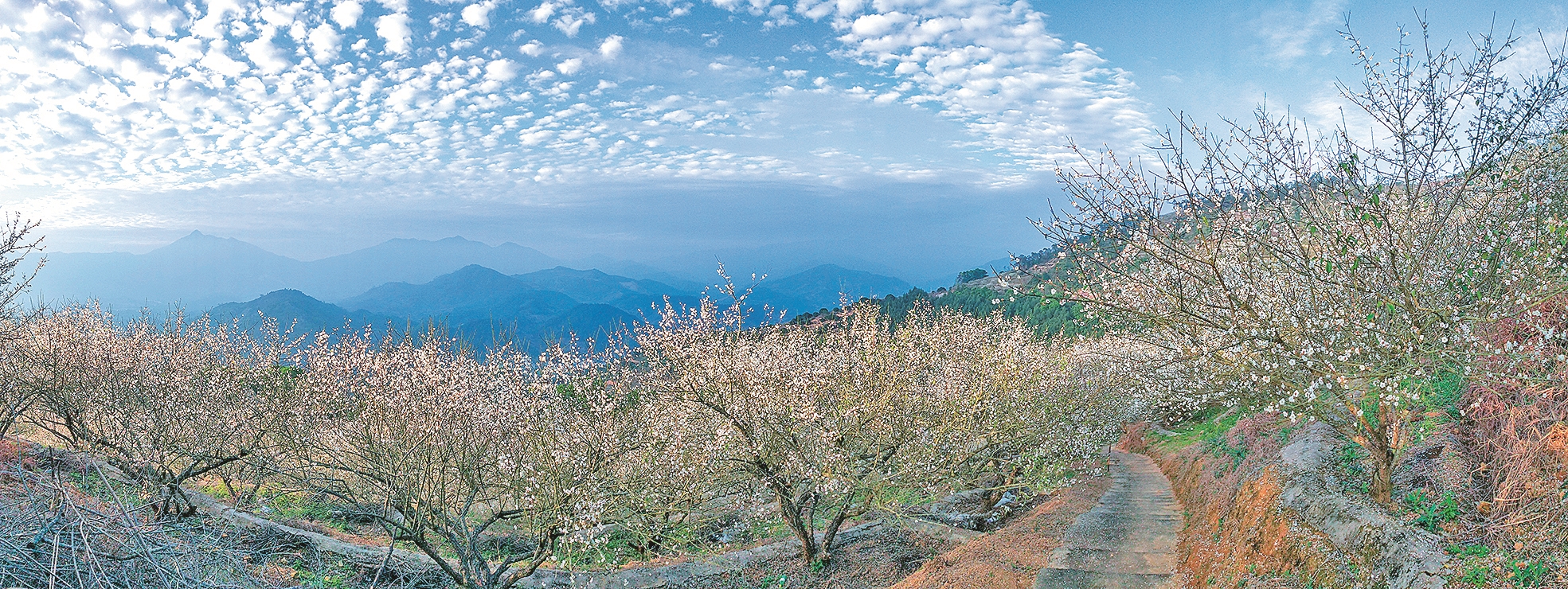 诏安：“以社联农” 奏响富民“新乐章”