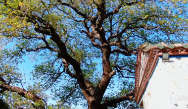 泉港第一树：千年秋枫