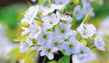 梨花映国宝 农旅促振兴